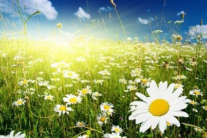 spring_picture_165952.jpg