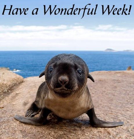 have_a_wonderful_week_Large_PupPort.jpg