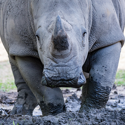 home_whiterhino.png