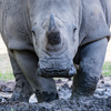 home_whiterhino.png