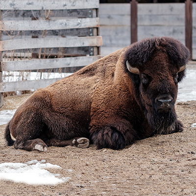 American-Bison.png
