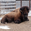 American-Bison.png