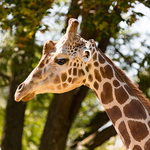 Reticulated-Giraffe.png