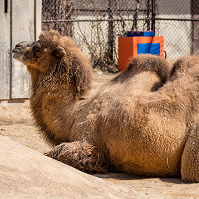 Bactrian-Camel-2.png