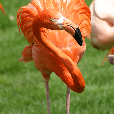 American-Flamingo.png