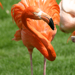 American-Flamingo.png