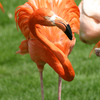 American-Flamingo.png