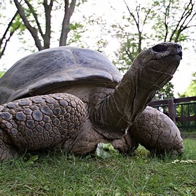 Aldabra-Tortoise.png
