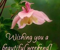 348130-Blooming-Flower-Beautiful-Weekend-Image.jpg