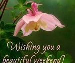 348130-Blooming-Flower-Beautiful-Weekend-Image.jpg