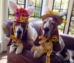 FB_IMG_1555640465860.jpg