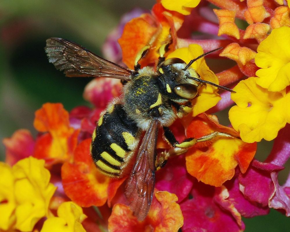 1280px-Anthidium_February_2008-1.jpg
