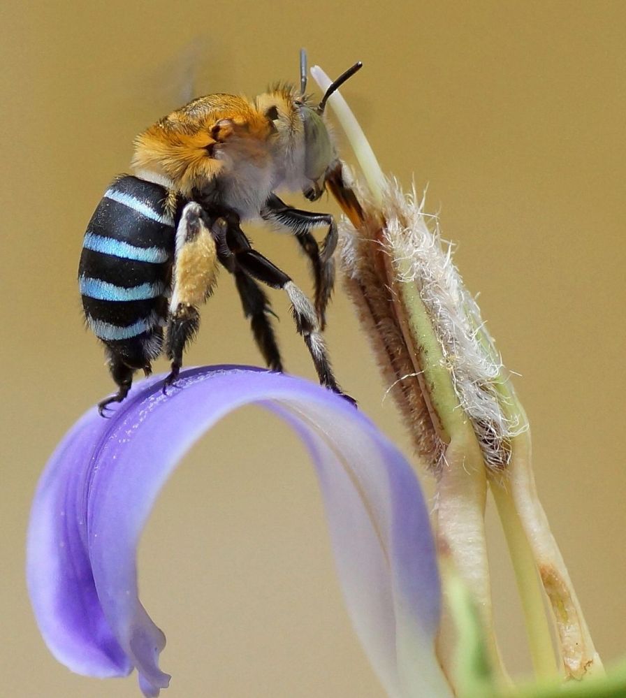Amegilla_cingulata_on_long_tube_of_Acanthus_ilicifolius_flower.jpg