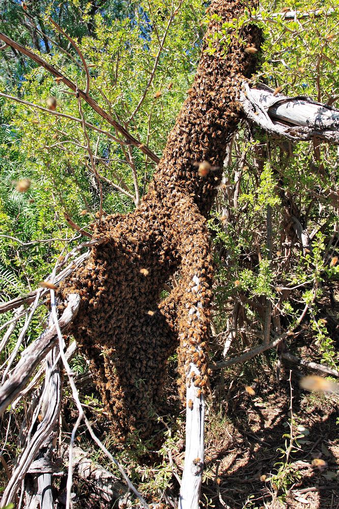 Bee_swarm_on_fallen_tree03.jpg