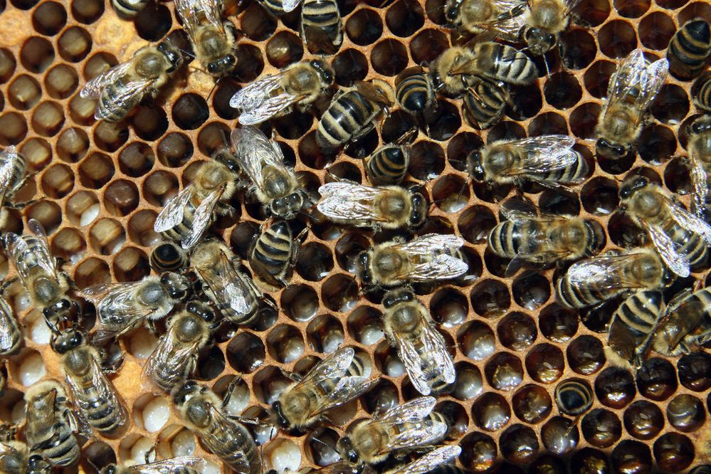 1280px-Bienen_mit_Brut_2.jpg