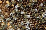 1280px-Bienen_mit_Brut_2.jpg