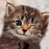 winking cat.jpg