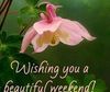 348130-Blooming-Flower-Beautiful-Weekend-Image.jpg