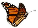 butterfly.jpg