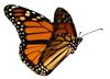 butterfly.jpg