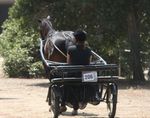 Standardbredwoman