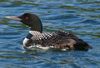 1280px-Gavia_immer_-Minocqua,_Wisconsin,_USA_-swimming-8.jpg