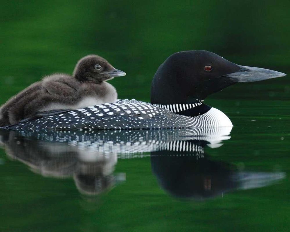 Common_Loon_l27-1-011_l_1.jpg