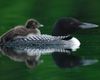 Common_Loon_l27-1-011_l_1.jpg