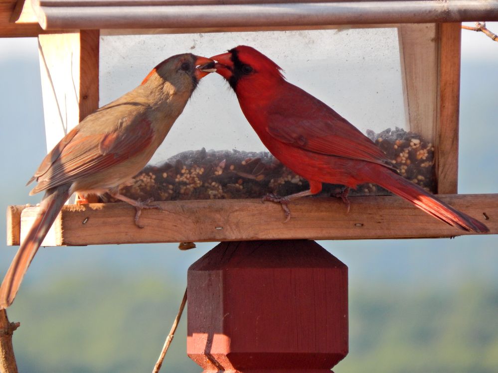 DeborahYaworsky_cardinal.jpg