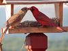 DeborahYaworsky_cardinal.jpg