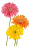 4220647-343042-three-colorful-gerber-daisies.jpg