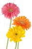 4220647-343042-three-colorful-gerber-daisies.jpg