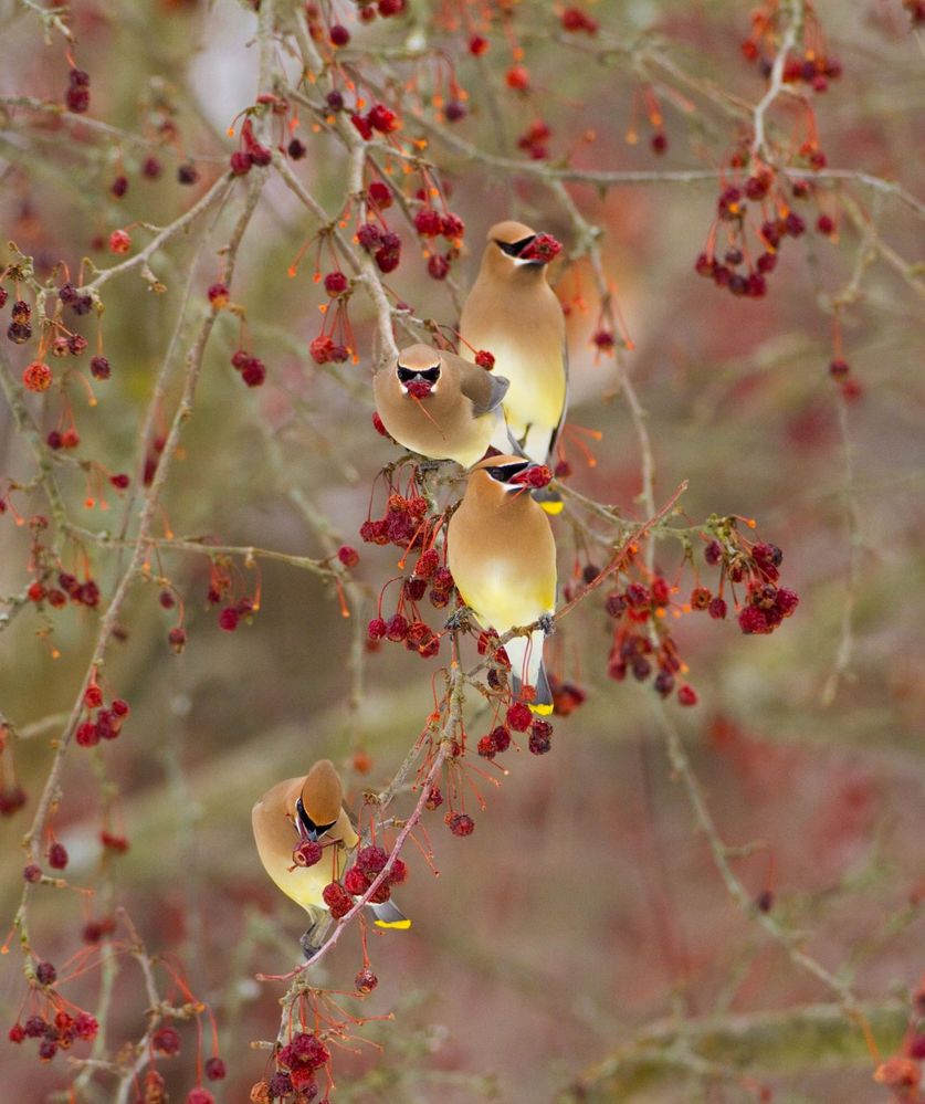 CWaxwings-Reed-1280x1527.jpg