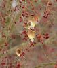CWaxwings-Reed-1280x1527.jpg