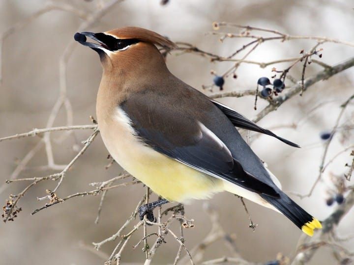 59874521-720px.jpg