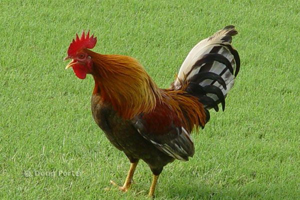 chicken.jpg