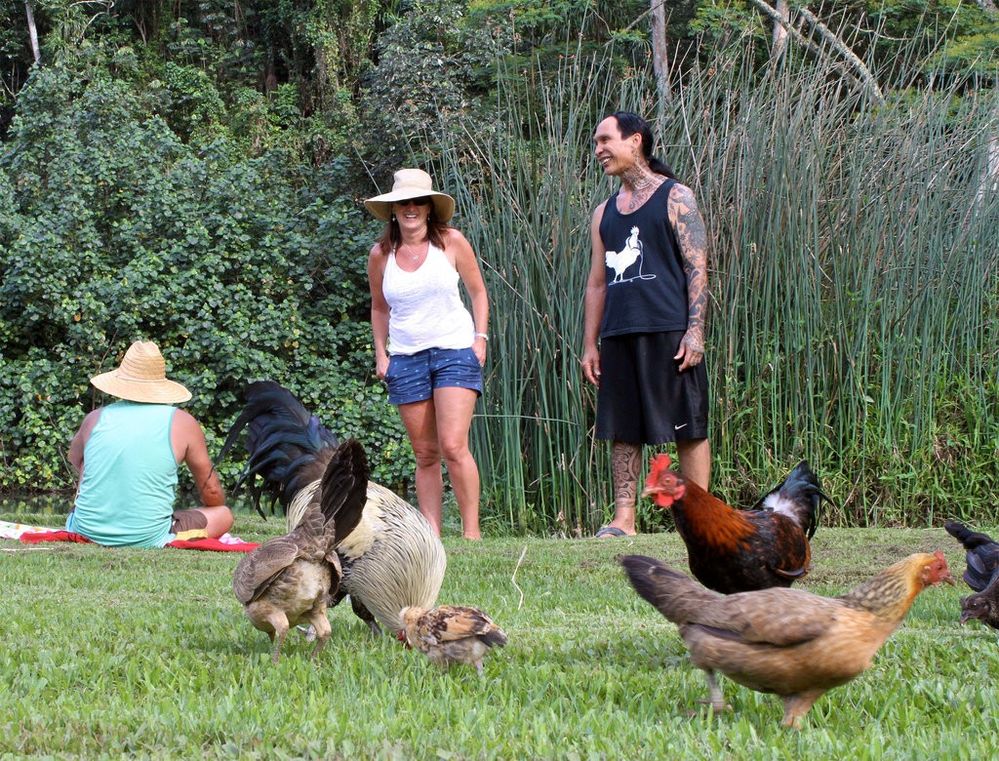 07CHICKENS1-jumbo.jpg