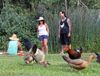 07CHICKENS1-jumbo.jpg