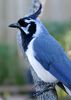 220px-Calocitta_collieiPCCA20051227-1964B.jpg