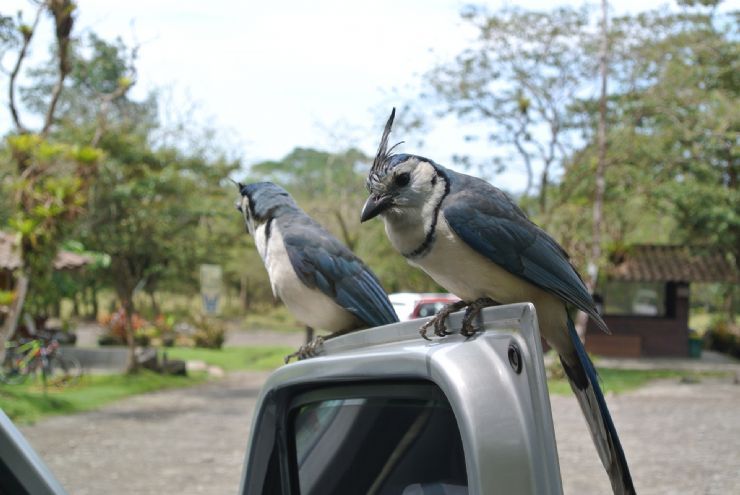full-whitet-hroated-magpie_jay.jpeg
