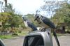 full-whitet-hroated-magpie_jay.jpeg