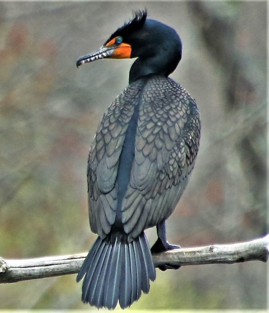 Cormorant??