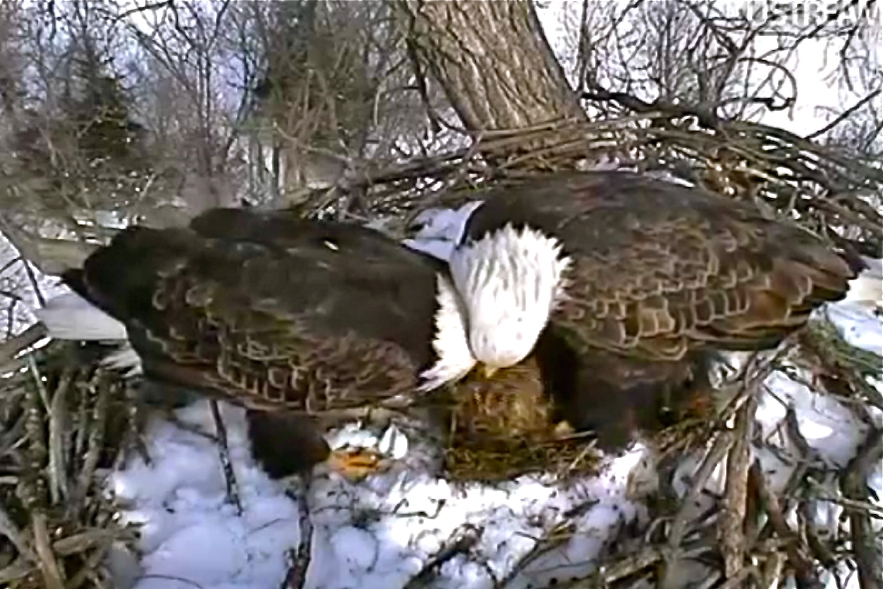 Decorah_bald_eagle_parents.png