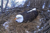 DecorahEagleMomFirstEgg2014.png
