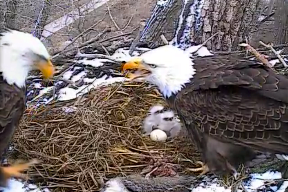 Second_Decorah_eaglet_born_in_2014.png