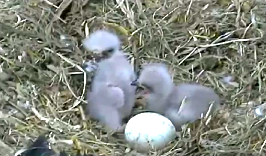 Decorah_eaglets,_2011.png