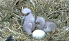 Decorah_eaglets,_2011.png