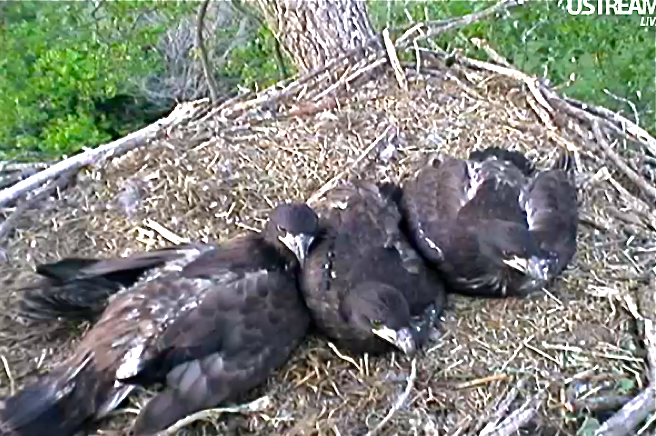 Screenshot_from_Ustream.tv_live_feed_Decorah_eaglets_in_nest.png