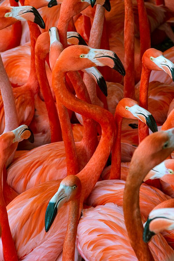 animals-flamongo-flock.jpg