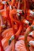 animals-flamongo-flock.jpg